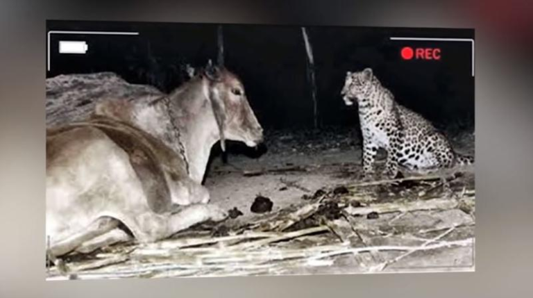 leopard sitting with cow