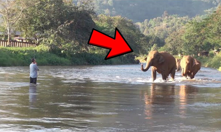 Elephant sees his owner again after 9 years – watch his reaction