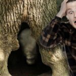Ce bûcheron a découvert une créature grotesque dans un arbre creux