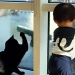 Copilul se uită la spălătorul de geamuri - Dintr-o dată, arată ceva cu degetul