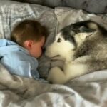 كلب ينام بجانب طفل صغير - والسبب ينكشف في صباح اليوم التالي!