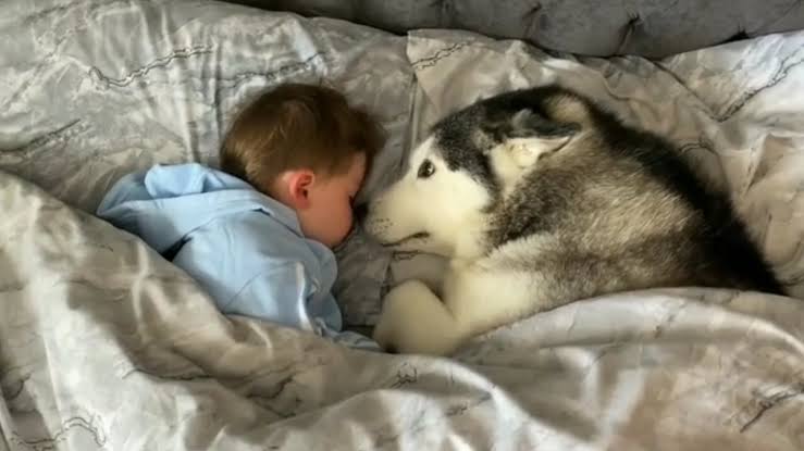كلب ينام بجانب طفل صغير – والسبب ينكشف في صباح اليوم التالي!
