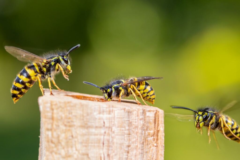I'm a pest control expert - here is why you should NEVER kill wasps | The Sun