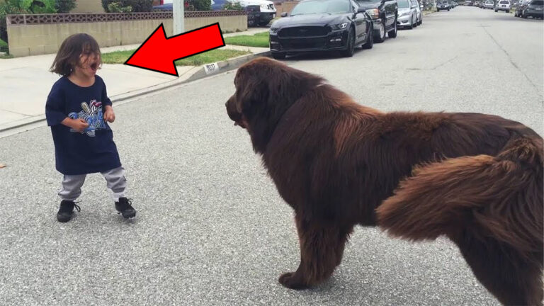 ילד פגש כלב גדול ומאיים ברחוב – אף אחד לא ציפה למה שקרה אחר כך