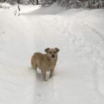 Un homme trouve un chien abandonné dans la neige - Puis soudain, il se met à aboyer vers un buisson