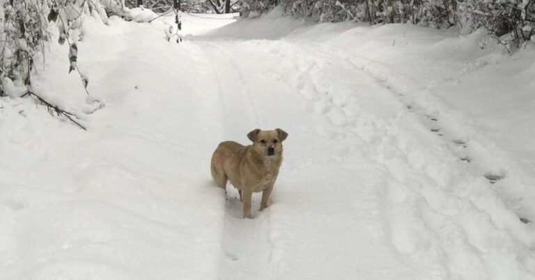 Un homme trouve un chien abandonné dans la neige – Puis soudain, il se met à aboyer vers un buisson