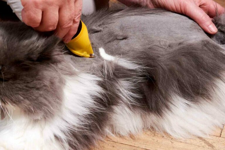 Το ξύρισμα της γάτας