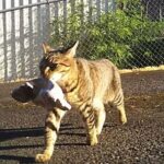 [بالصور] قطة لا تتوقف عن سرقة الجراء الصغيرة، الجيران يسيرون ورائها ويكتشفون مفاجأة صادمة