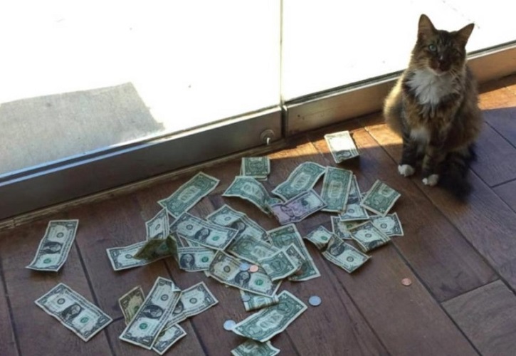 Ova mačka je svaki dan donosila novce kući, sve dok se na vratima nije pojavila policija