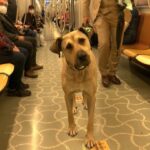 A kutya minden nap metrózik, a férfi nyomkövetőt tett rá